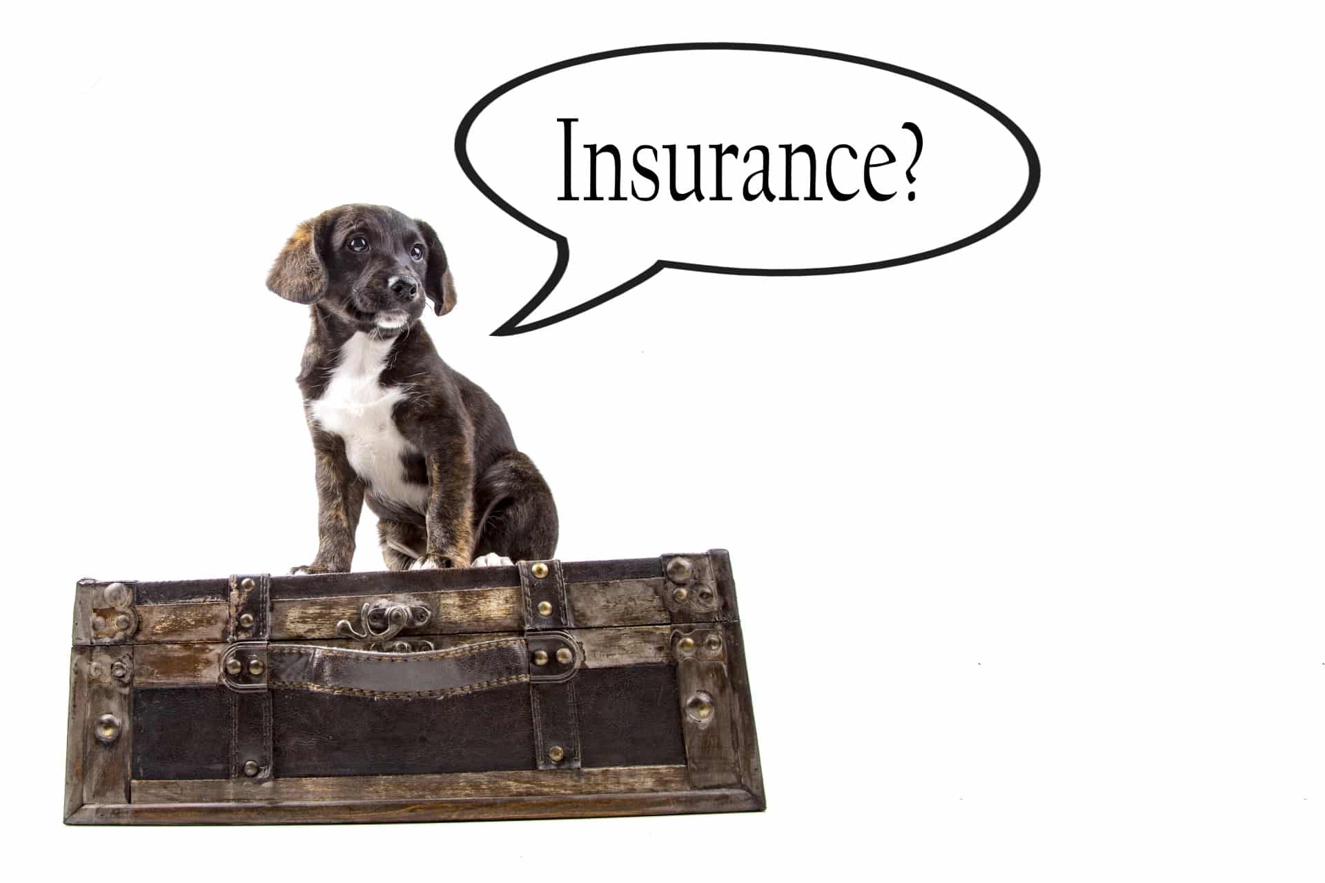 Pet Insurance Quotes - Fast Issue | SimplyInsurance.co